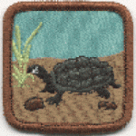 Turtles